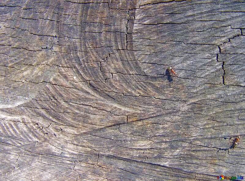 Текстура. Спил старого дерева с ползающими по нему муравьями. №555