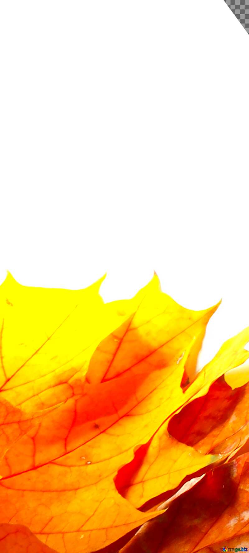 Картинка на аватарку. Осенние желтые  листья изолированно. №35247