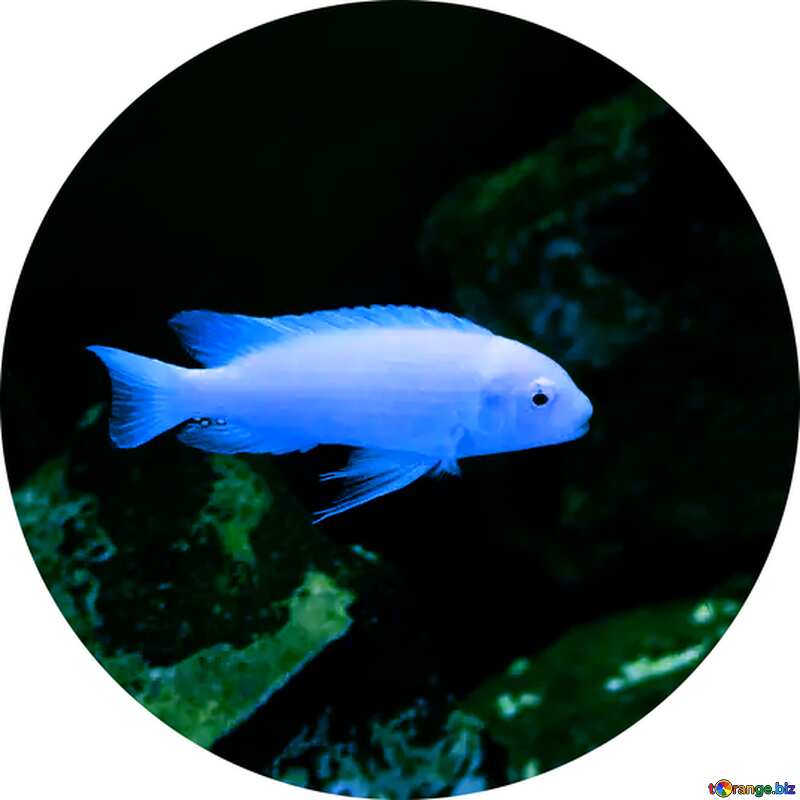 aquarium blue  fish №48669