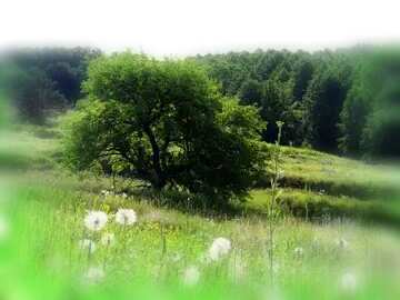 FX №131364 Summer nature blur frame