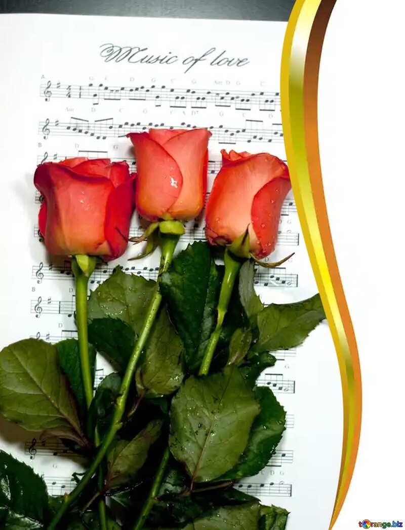Red Roses lower  music notes. curved gold border №7185