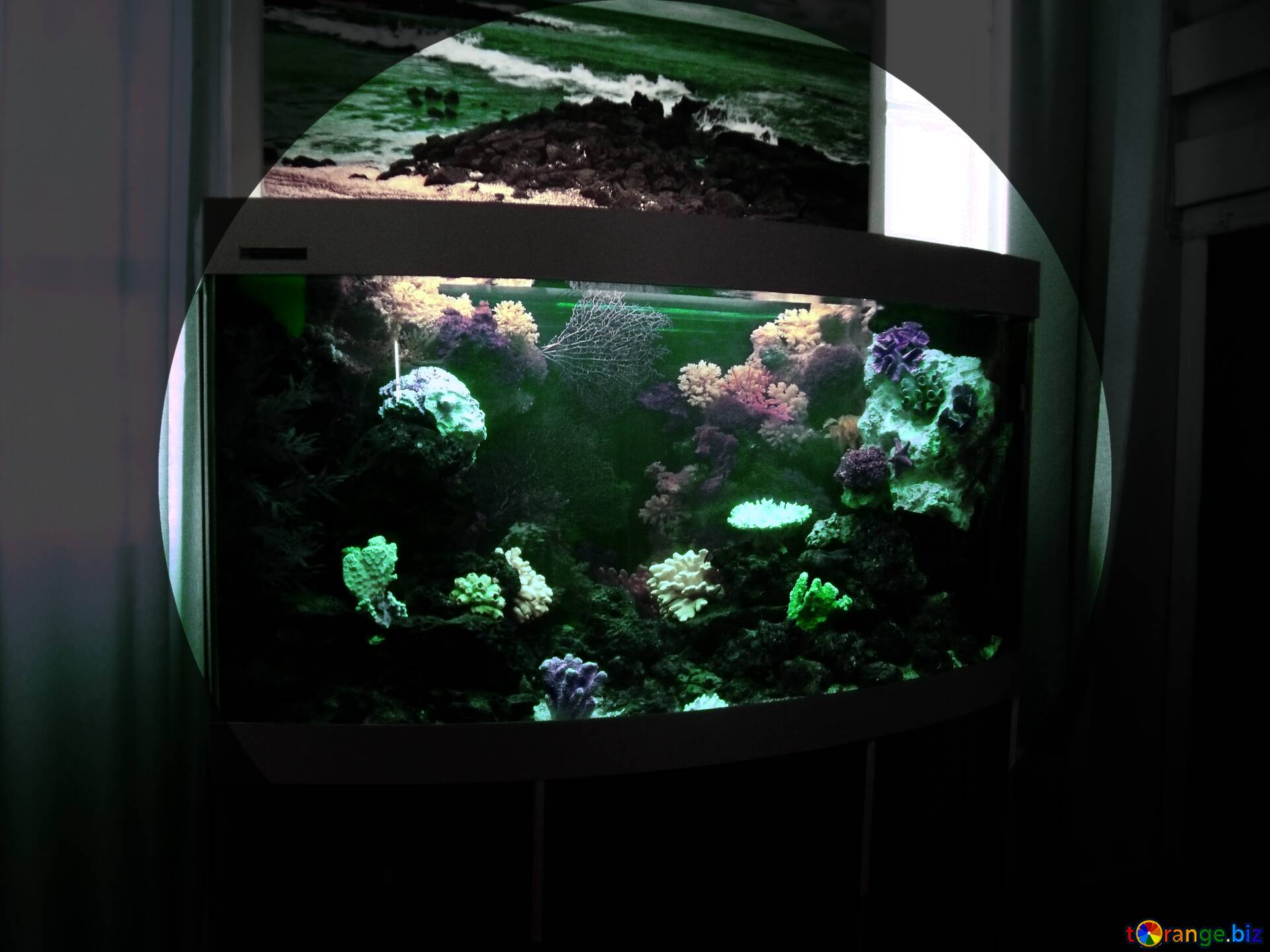 Télécharger La Photo Gratuite Marine Aquarium Template Presentation Sur