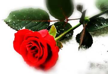 FX №132323  冬の雪の中で明るい赤いバラ