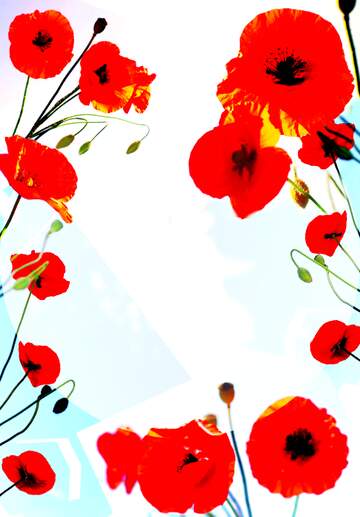 FX №132288 red flowers frame