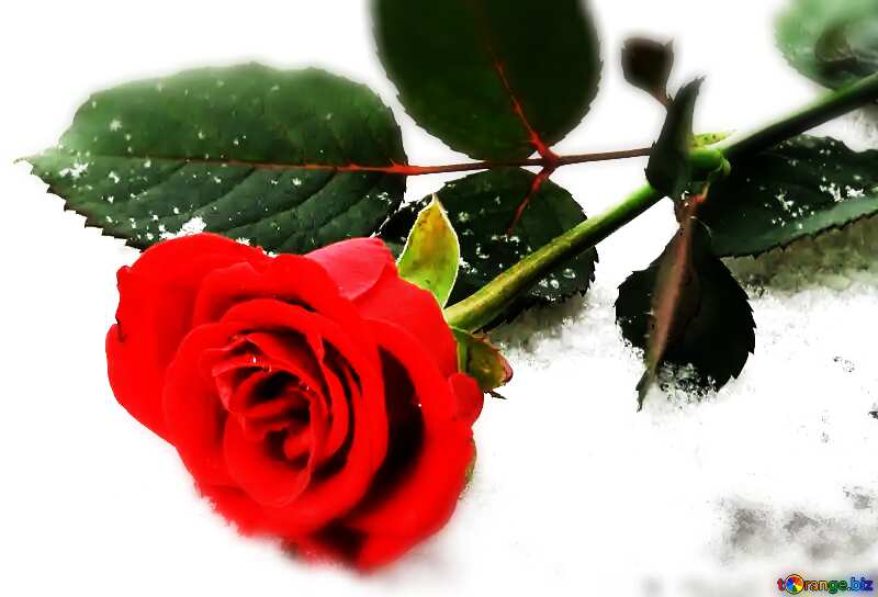  冬の雪の中で明るい赤いバラ №16932