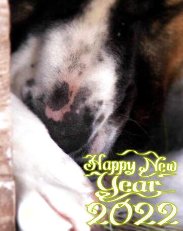 FX №136603  happy new year 2020 dog