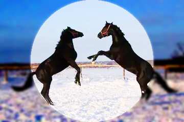 FX №136792 Horses fight 