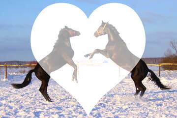 FX №136800 Two  Horses love background