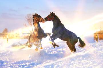 FX №136471 Two horses in the snow Fight
