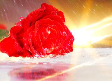 FX №136473 Sunset Rose rain