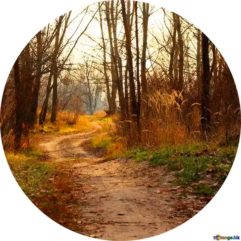 Road forest autumn circle frame №38635