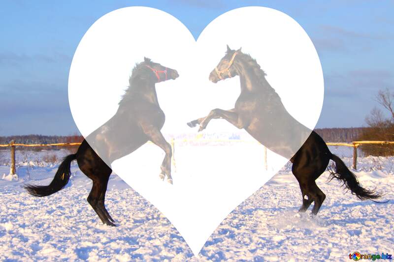 Two  Horses love background №3969