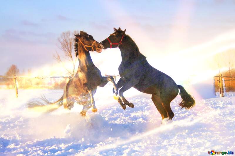Two horses in the snow Fight №3964