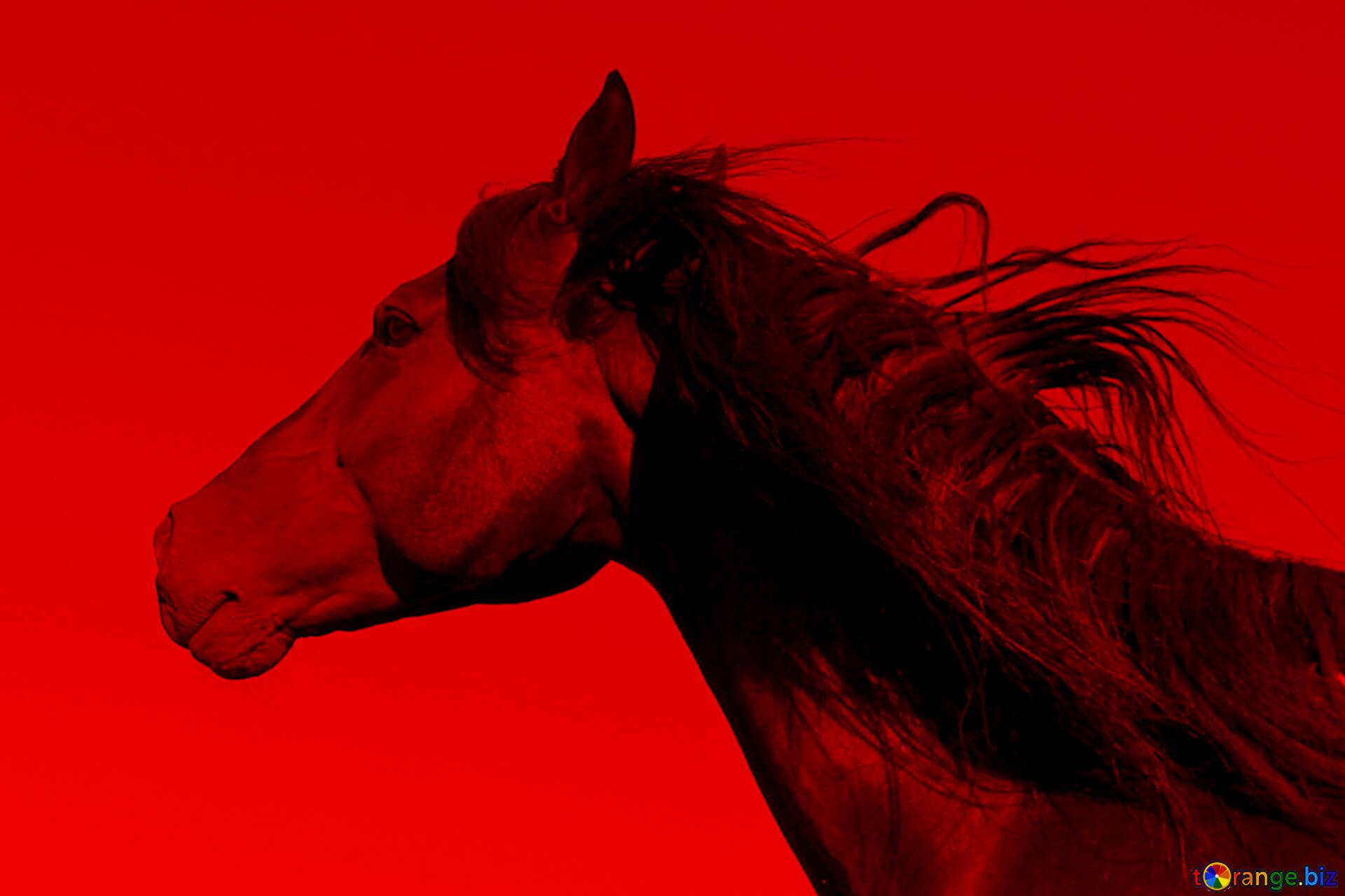 Horse, color, colorful, red, HD phone wallpaper | Peakpx