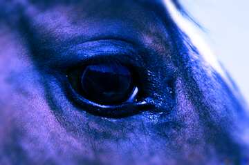 FX №137642 The eye blue horse    