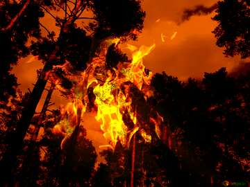 FX №137340 Forest Fire