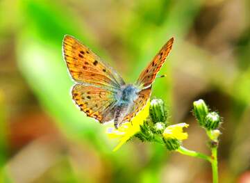 FX №137458 Flying butterfly