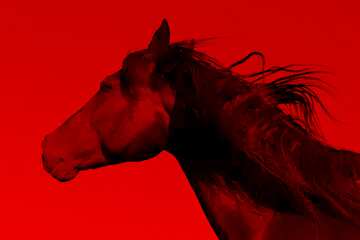 FX №137550 Red Horse portrait    