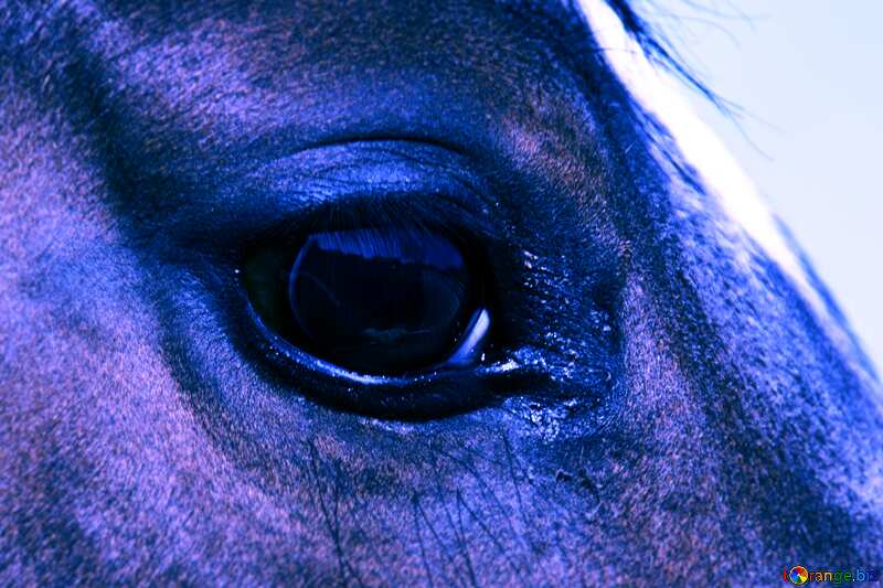 The eye blue horse     №1142