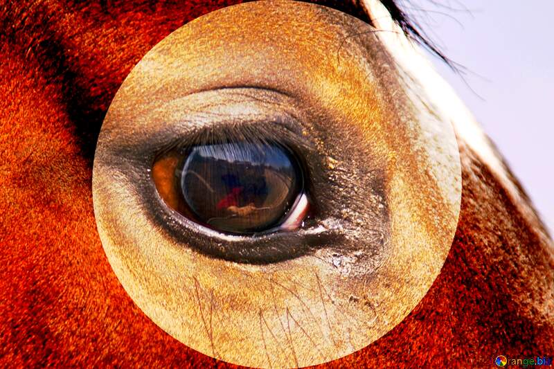 The eye horse     №1142