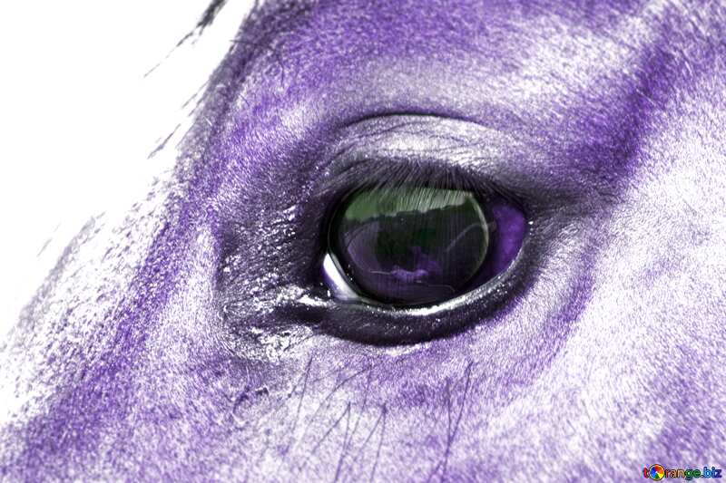 The horse eye №1142