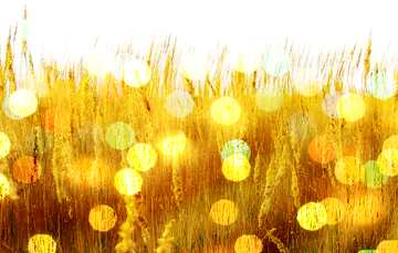 FX №138233 grass bokeh background