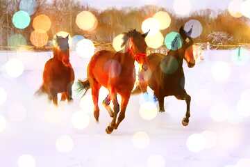 FX №138476 Three horses on snow    