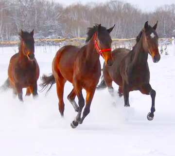 FX №138477 Three horses on the snow    