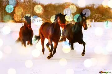 FX №138472 Three horses  snow  bokeh