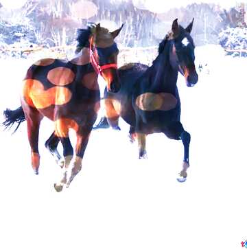 FX №138485 Two horses  snow   