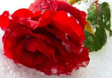 FX №138404 Winter rose on the  snow