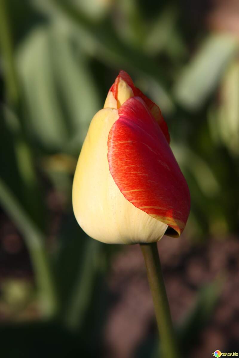 Yellowish red tulip. macro blurring effect №1642