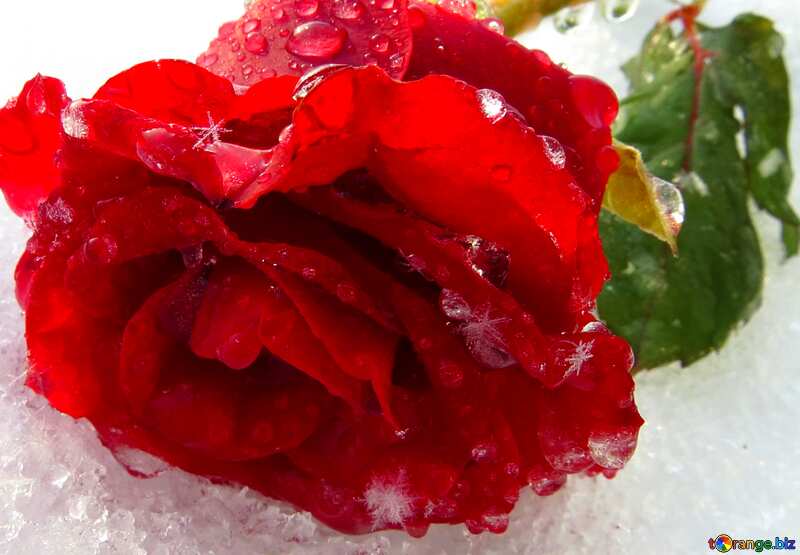 Winter rose on the  snow №16994
