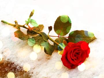 FX №139077 Beautiful rose lying on  snow    