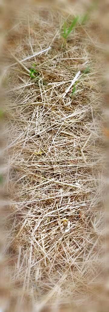 FX №139341 Dry grass texture