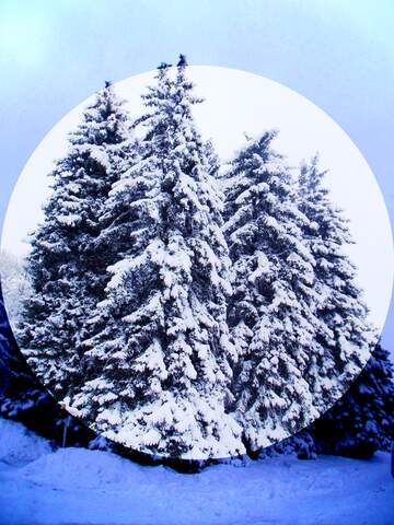 FX №139315 Snow pine tree