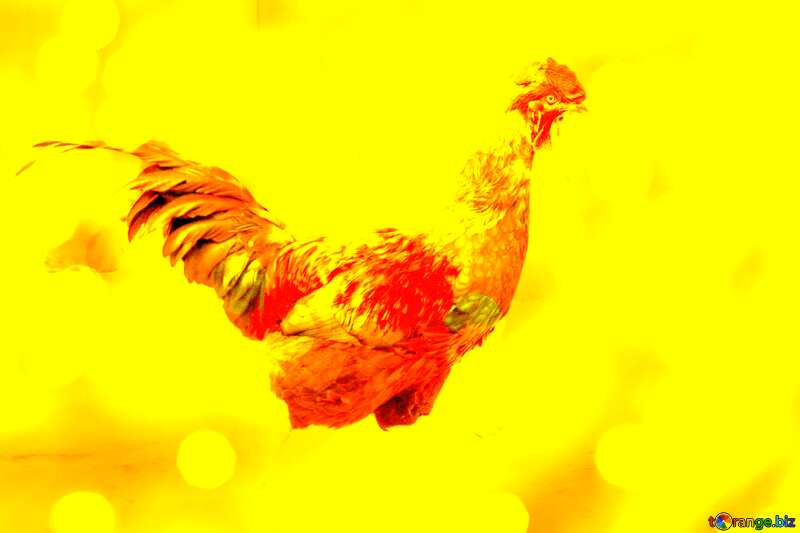 rooster on gold  background №1576