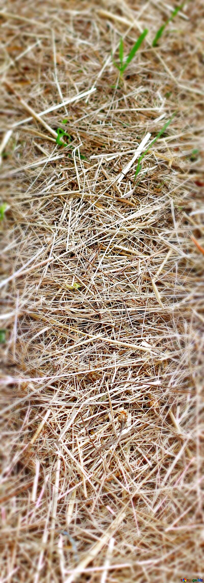 Dry grass texture №36820