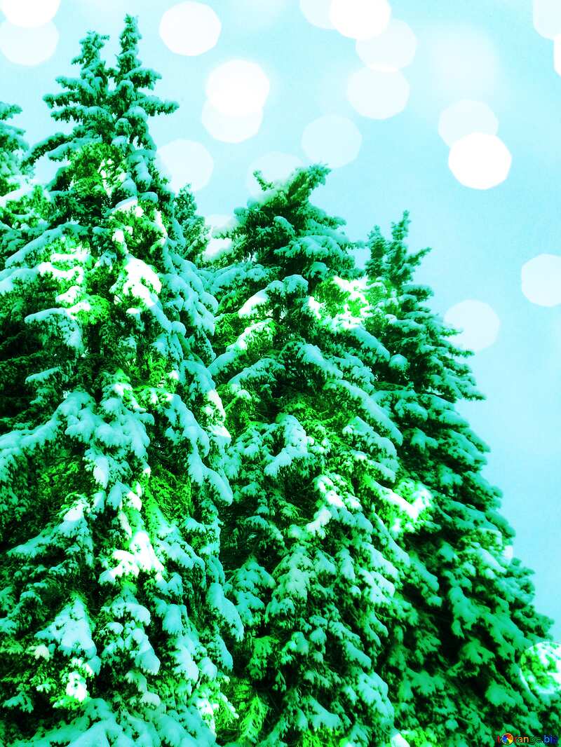 Snow  green pine tree №10529