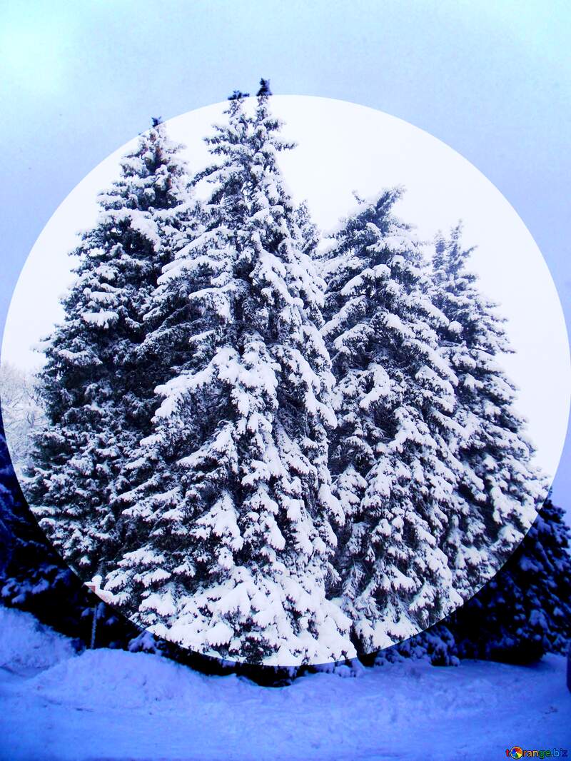Snow pine tree №10529
