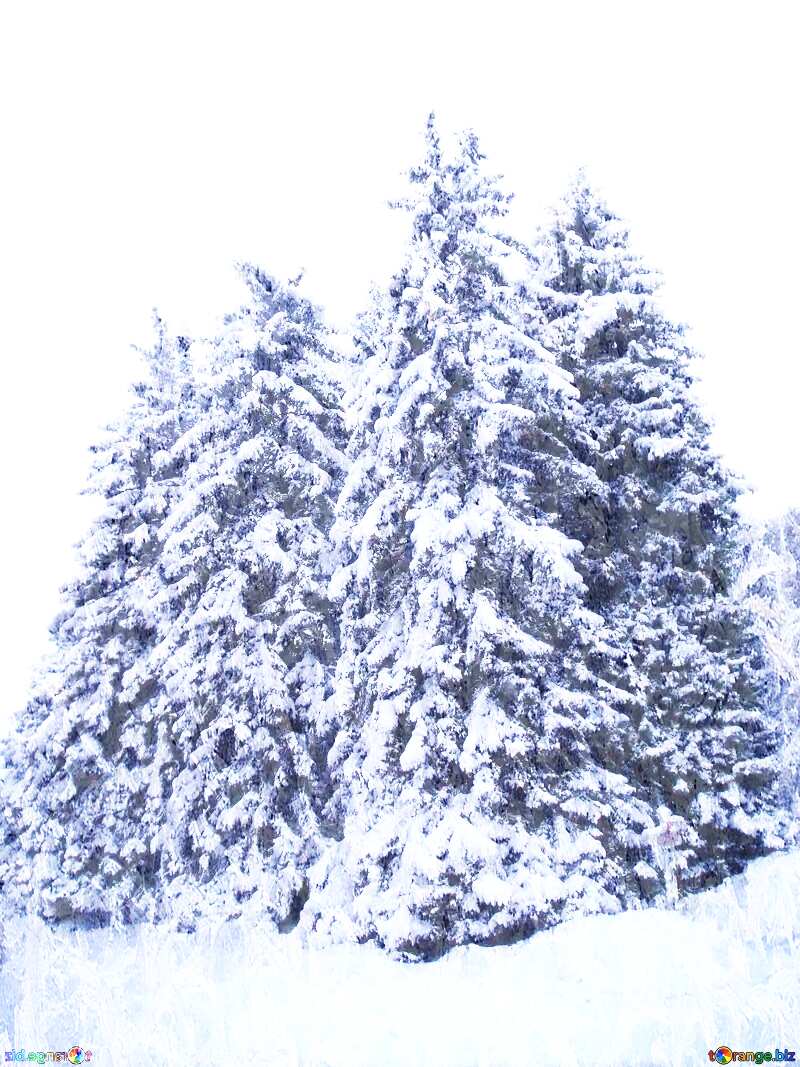 Snowy pine tree №10529