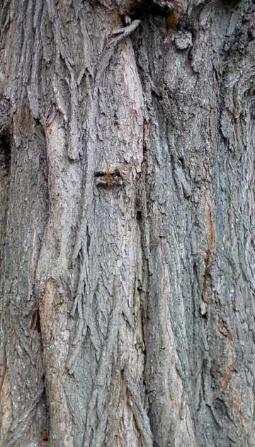 FX №14586 Текстура. Кора старого дерева.