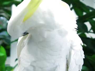 FX №14140 Обложка. Большой белый попугай какаду.