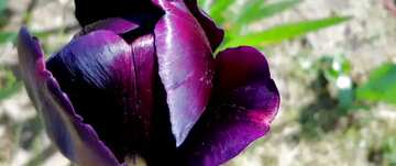 FX №14724 Обложка. Темный фиолетовый тюльпан .
