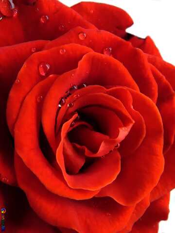 FX №14263 rose flower close-up