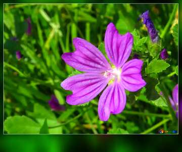 FX №14114 purple flower