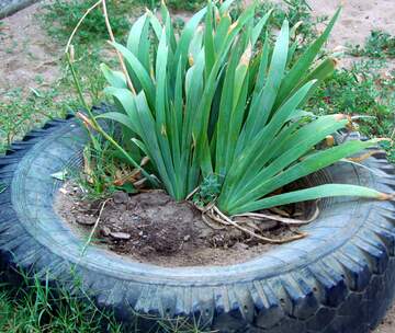 FX №14524 plant in a tyre