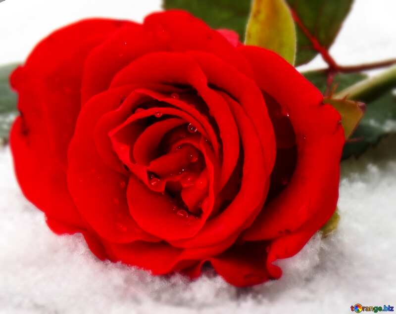 Красная роза на снегу №16930