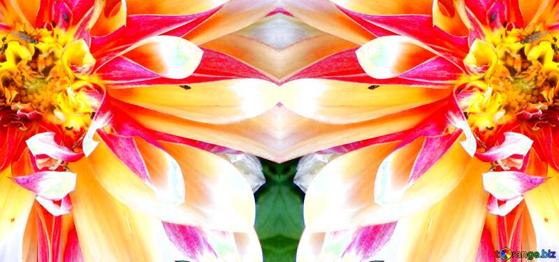  Dahlias flower background №23390