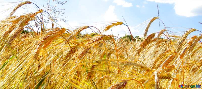 Обложка. Обои на десктоп Украина ржаное поле с красивым небом. №32554
